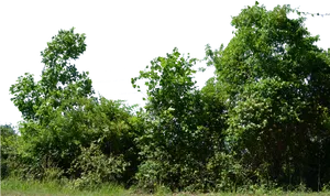 Lush Green Bushes Black Background PNG Image