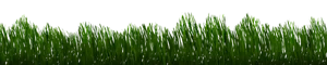 Lush Green Grass Edge PNG