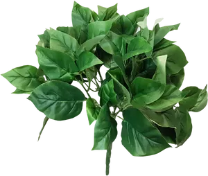 Lush Green Houseplant Leaves PNG Image