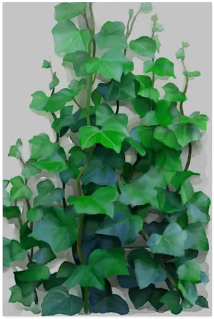 Lush Green Indoor Vine PNG Image