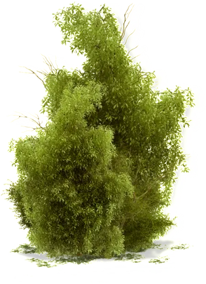 Lush Green Mossy Tree Black Background PNG Image