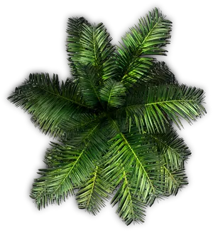 Lush Green Palm Fronds Top View PNG Image