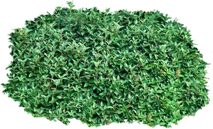 Lush Green Shrub Texture PNG Image