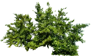 Lush Green Shrubbery Against Black Background.jpg PNG