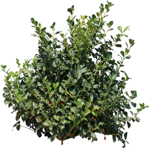 Lush Green Shrubbery PNG Image