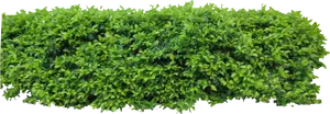 Lush Green Shrubbery Isolated PNG Image