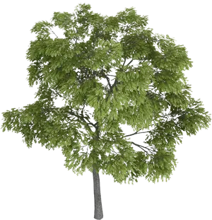 Lush Green Tree Black Background PNG Image