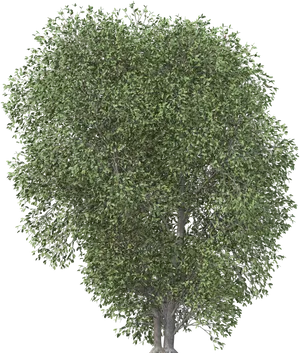 Lush Green Tree Isolatedon Black PNG Image