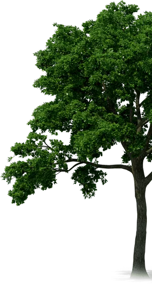 Lush Green Tree Isolatedon Gray Background PNG Image