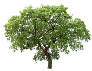 Lush Green Tree Isolatedon Transparent Background.png PNG Image