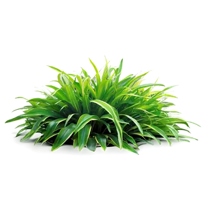 Lush Greenery Grass Png 22 PNG Image