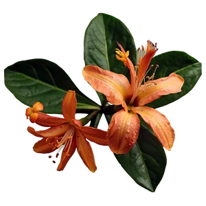 Lush Orange Bloom Png 46 PNG Image