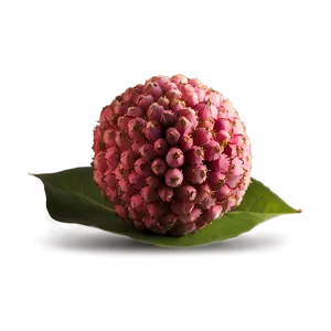 Lychee Seed Png 13 PNG Image