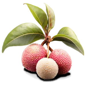 Lychee Seed Png Mvl PNG Image