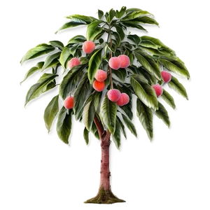 Lychee Tree Png 2 PNG Image