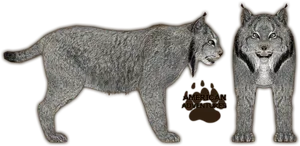 Lynx American Adventures Illustration PNG Image