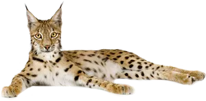 Lynx Reclining Pose PNG Image