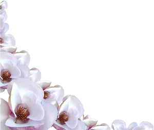 Magnolia Flower Border Design PNG Image