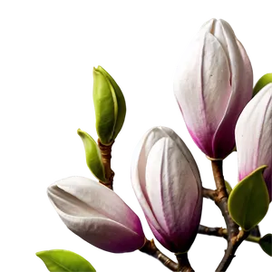 Magnolia Flower Illustration Png 86 PNG Image