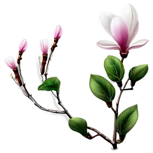 Magnolia Flower Illustration Png Kva50 PNG Image