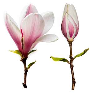 Magnolia Flower In Bloom Png 06252024 PNG Image