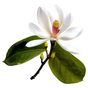 Magnolia Flower In Bloom Png Cts75 PNG Image