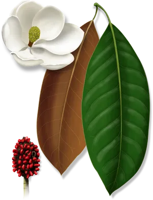 Magnolia Flower Seed Pod Leaves Illustration PNG Image