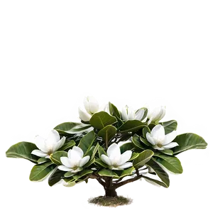 Magnolia Grandiflora Tree Png 06212024 PNG Image