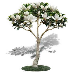 Magnolia Tree Garden Scene Png Uui PNG Image