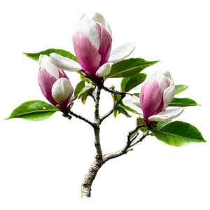 Magnolia Tree In Bloom Png Cnx PNG Image