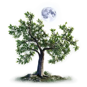 Magnolia Tree Under Moonlight Png Clq12 PNG Image