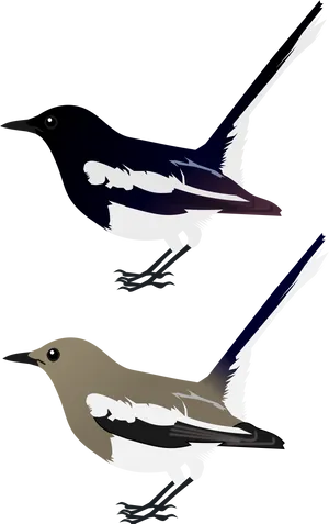 Magpie Robin Illustration PNG Image