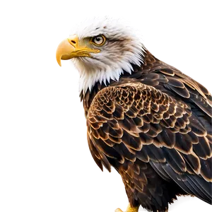 Majestic American Eagle Png Wfn80 PNG Image