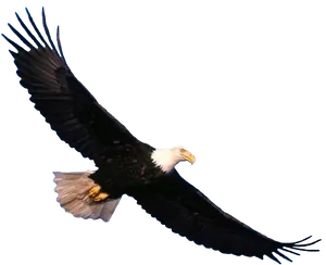 Majestic Bald Eagle In Flight PNG Image