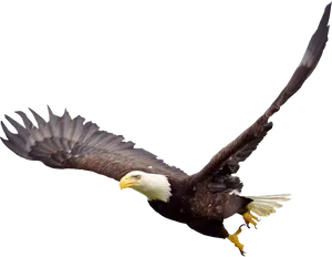 Majestic Bald Eagle In Flight PNG Image