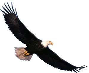 Majestic Bald Eagle In Flight PNG Image