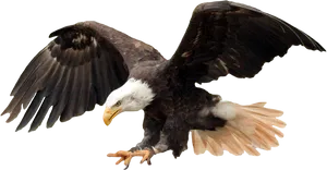 Majestic Bald Eagle In Flight PNG Image