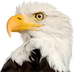 Majestic Bald Eagle Portrait PNG Image