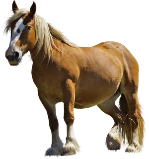 Majestic Belgian Draft Horse PNG Image