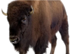 Majestic Bison Profile PNG Image