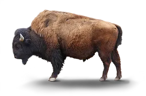 Majestic Bison Standing PNG Image