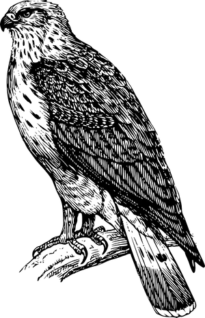 Majestic Black Bird Illustration PNG Image