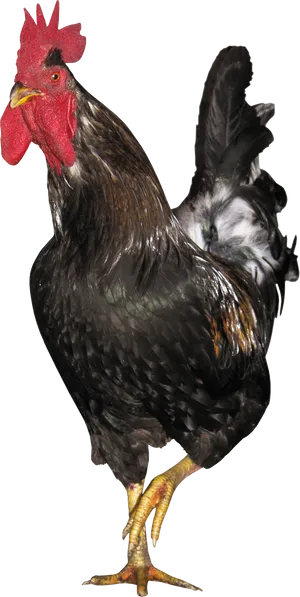 Majestic Black Rooster.png PNG Image