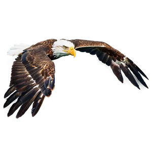 Majestic Eagle Flying PNG Fdm99 PNG