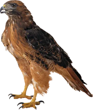 Majestic Eagle Profile PNG Image