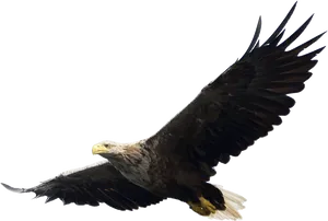 Majestic Eaglein Flight PNG Image