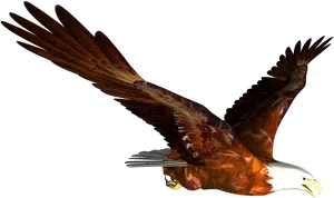 Majestic Eaglein Flight PNG Image