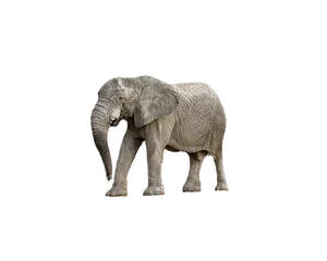 Majestic_ Elephant_ Black_ Background.jpg PNG Image