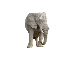 Majestic_ Elephant_ Black_ Background.jpg PNG Image