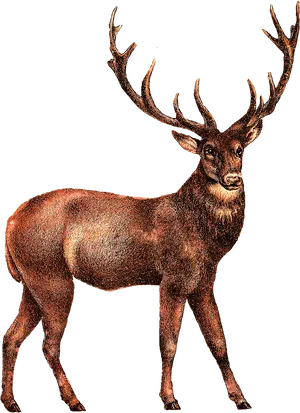 Majestic Elk Illustration PNG Image